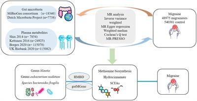 To analyze the relationship between gut microbiota, metabolites and migraine: a two-sample Mendelian randomization study